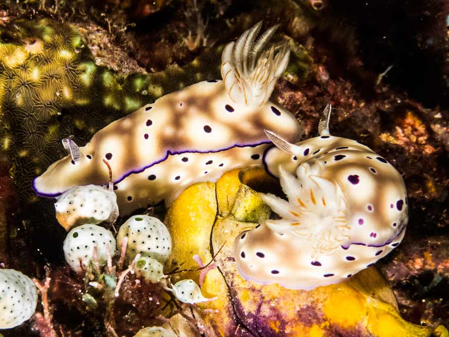Hypselodoris tryoni